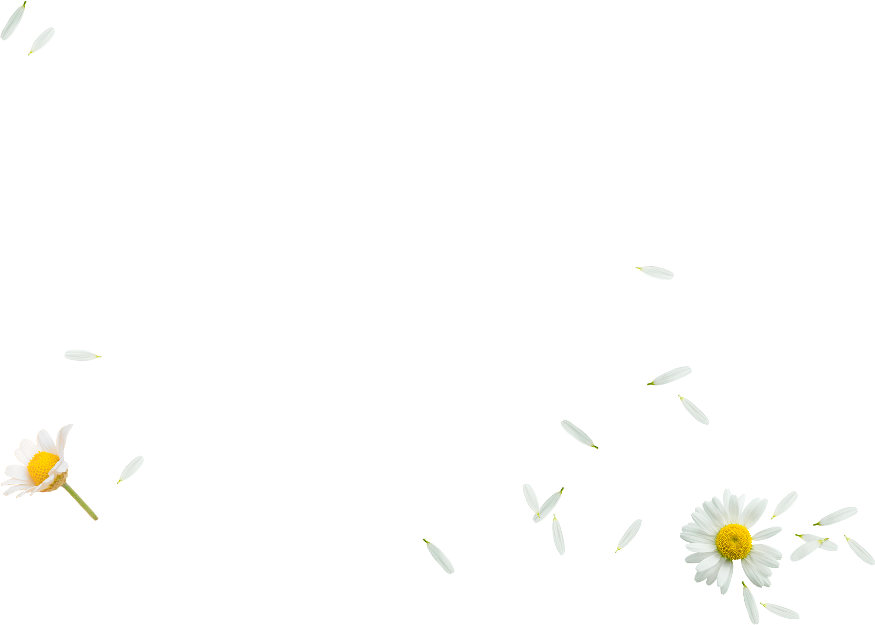 chamomile