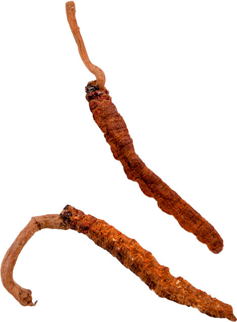 cordyceps