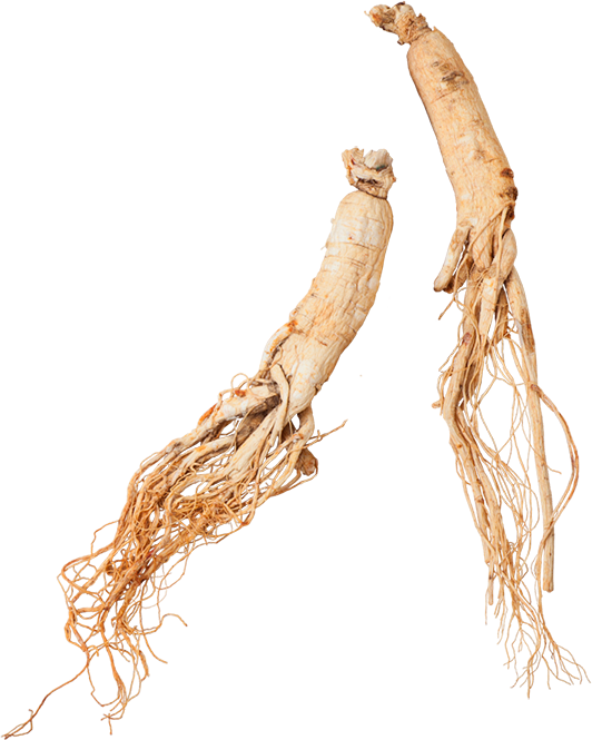 ginseng