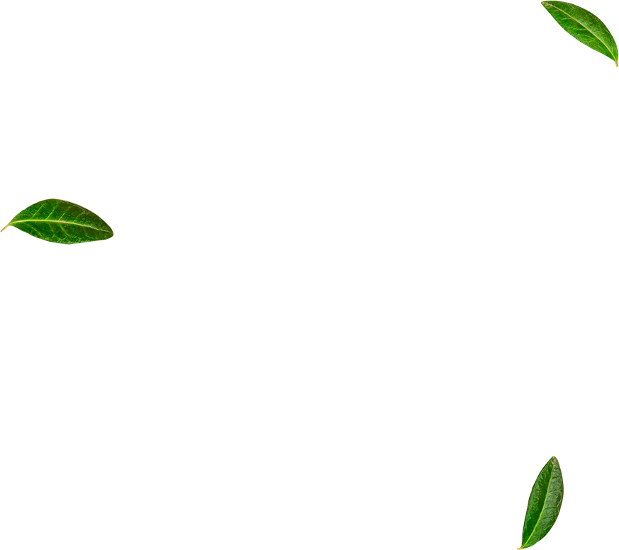 leaves