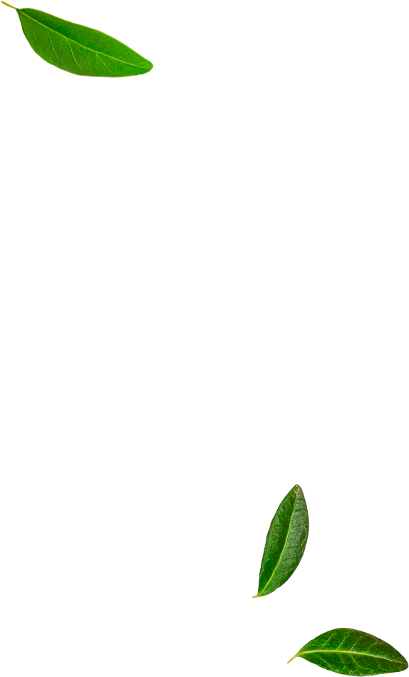 leaves